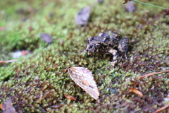 Eupsophus emiliopugini