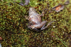 Eupsophus emiliopugini