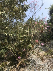 Epidendrum arachnoglossum