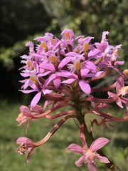 Epidendrum arachnoglossum