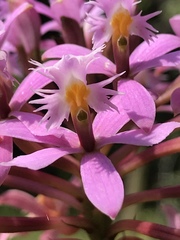 Epidendrum arachnoglossum