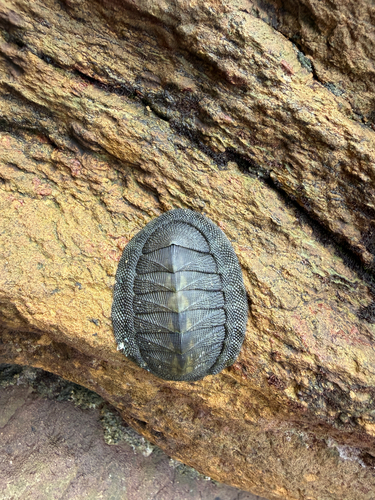 Chiton stokesii