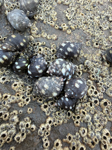 Acanthais brevidentata