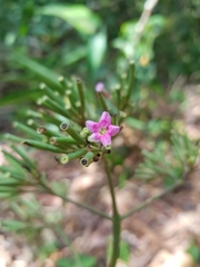 Macrocnemum roseum