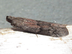 Euzophera semifuneralis