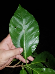 Macrocnemum roseum