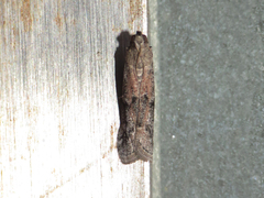 Euzophera semifuneralis