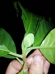 Macrocnemum roseum