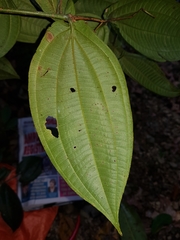 Miconia dissitiflora