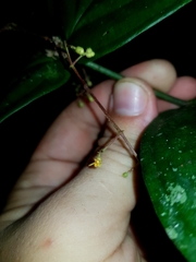 Miconia dissitiflora