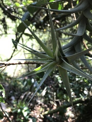 Tillandsia incarnata