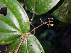 Image of Miconia dissitiflora