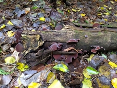 Auricularia cornea