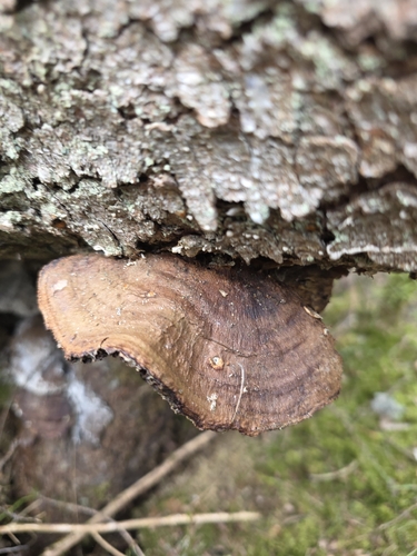 Inonotus leporinus, 2026-04-29