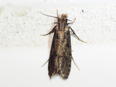 Acrolophinae