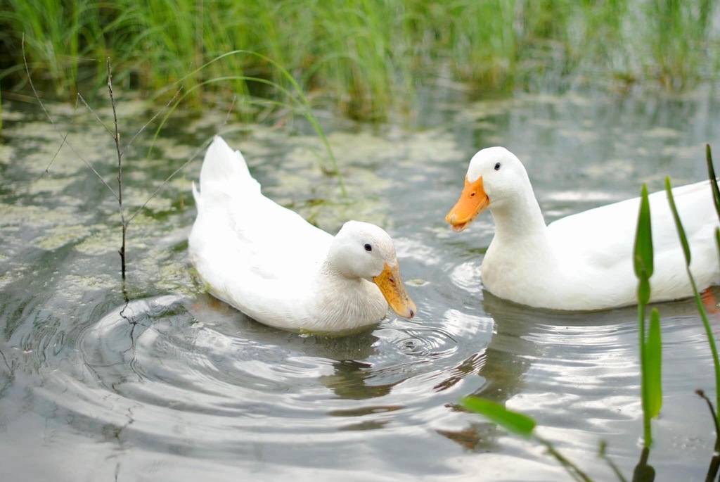 Domestic Mallard from Williamson County, TX, USA on March 28, 2020 at ...