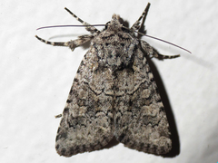 Lacinipolia strigicollis