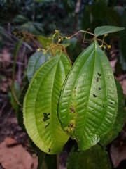 Miconia aguilarii