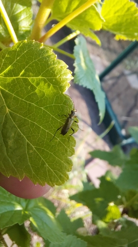 common grammoptera, Netherlands, photo 10 of 10