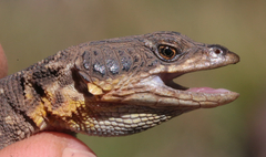 Spiny Crag Lizard photo 2