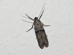 Vitula insula