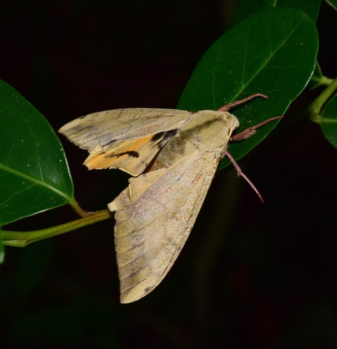 Mulberry Hawkmoth