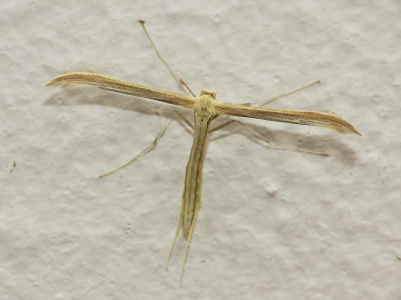 Santa Catalina Island Plume Moth