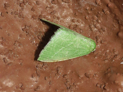 Synchlora faseolaria