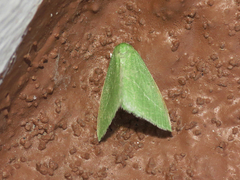 Synchlora faseolaria
