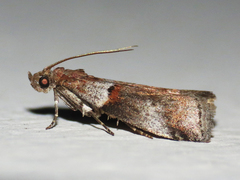 Acrobasis comptella