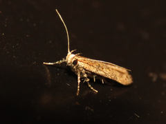 Chionodes nanodella