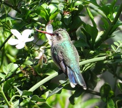 Cynanthus latirostris