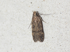 Chionodes nanodella
