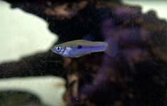 Greenway's Toothcarp photo 1