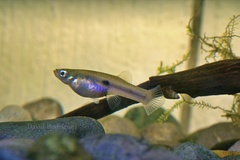 Greenway's Toothcarp photo 2