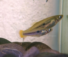 Greenway's Toothcarp photo 3