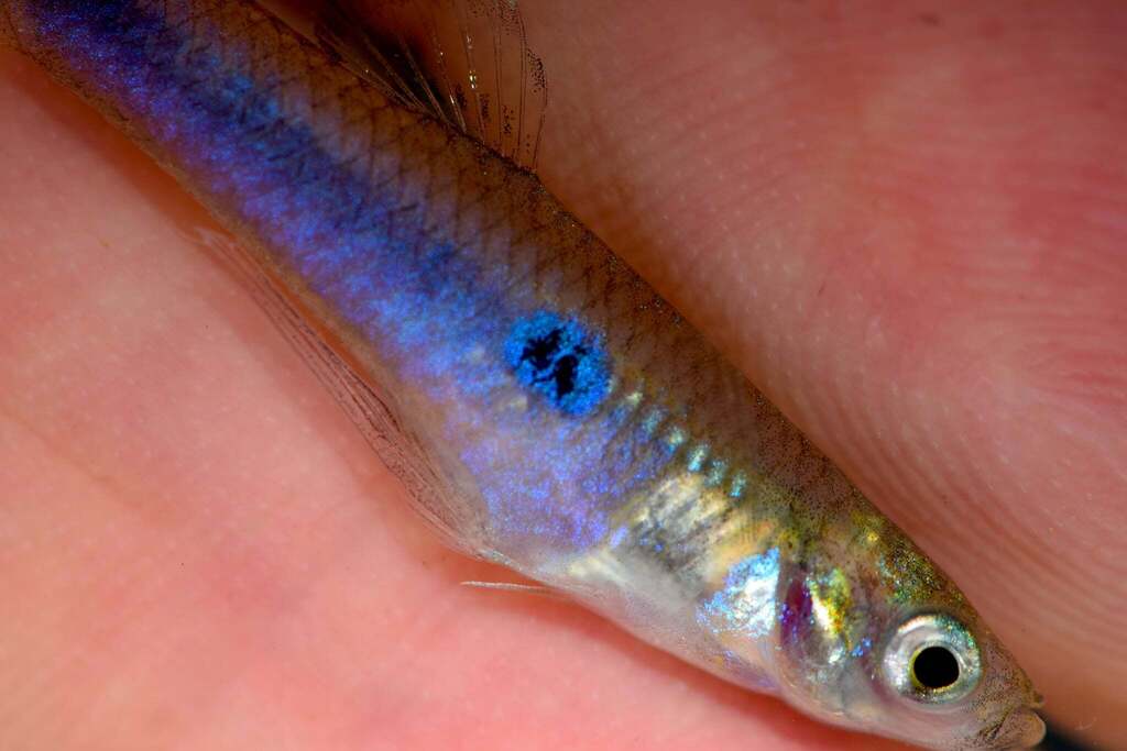 Greenway's toothcarp (Scolichthys greenwayi) — Poeciliidae