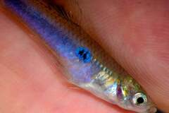 Greenway's Toothcarp photo 4