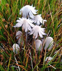 Coprinopsis martinii