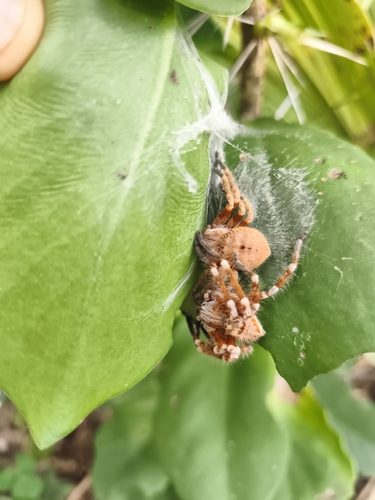 Polybetes germaini