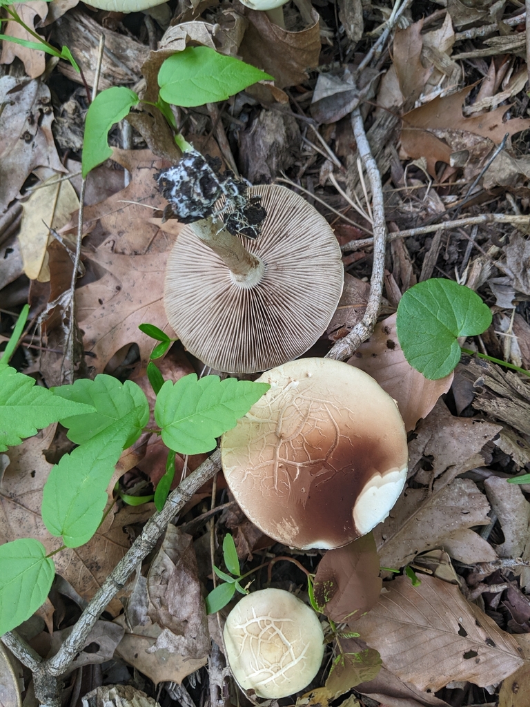 Agrocybe praecox