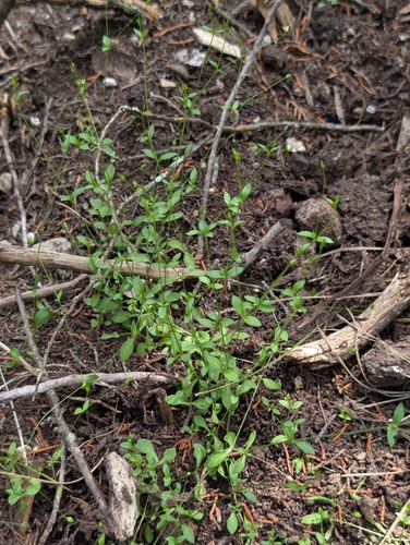Arenaria benthamii, 2026-04-27