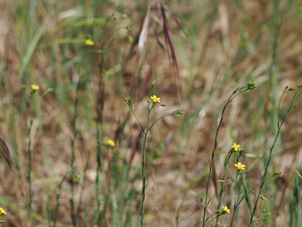 Linum trigynum; photograph (c) Augustin Soulard, some rights reserved (CC BY)