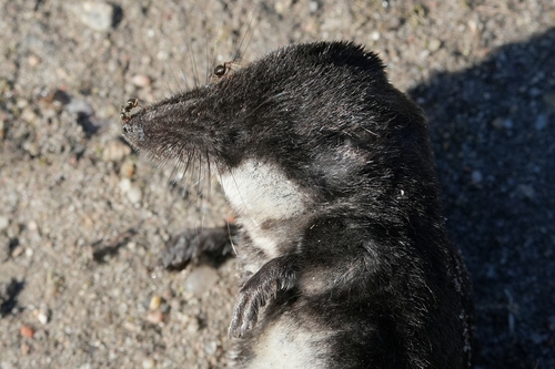 Eurasian Water Shrew