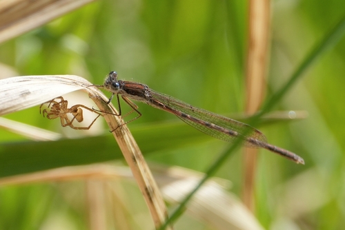 Common Winter Damselfly