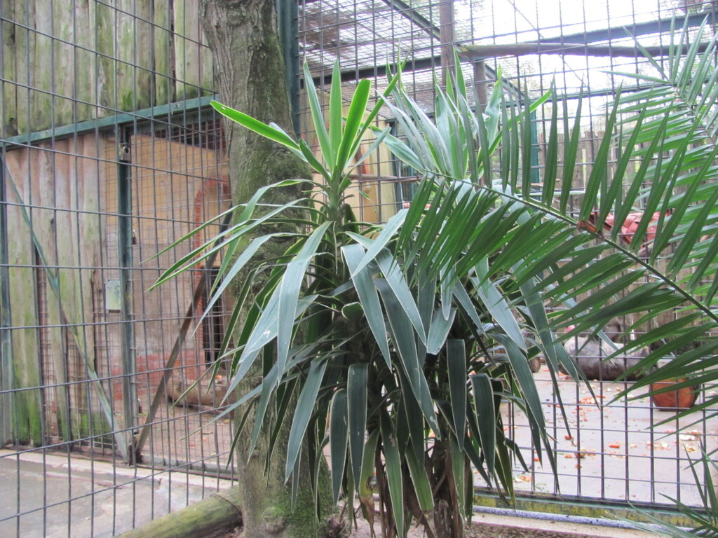 Юка — Yucca gigantea