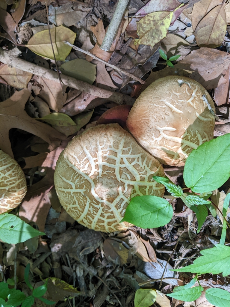 Agrocybe praecox · April 2026 · photo: © aftertheteacups (iNaturalist, cc-by)
