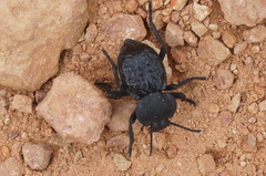 Microschatia inaequalis