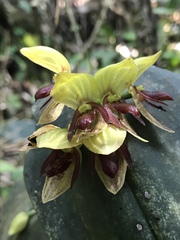 Pleurothallis linguifera