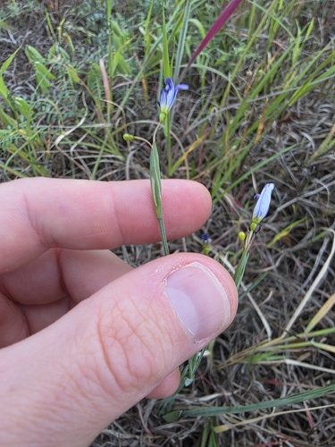 Sisyrinchium ensigerum, photograph 5
